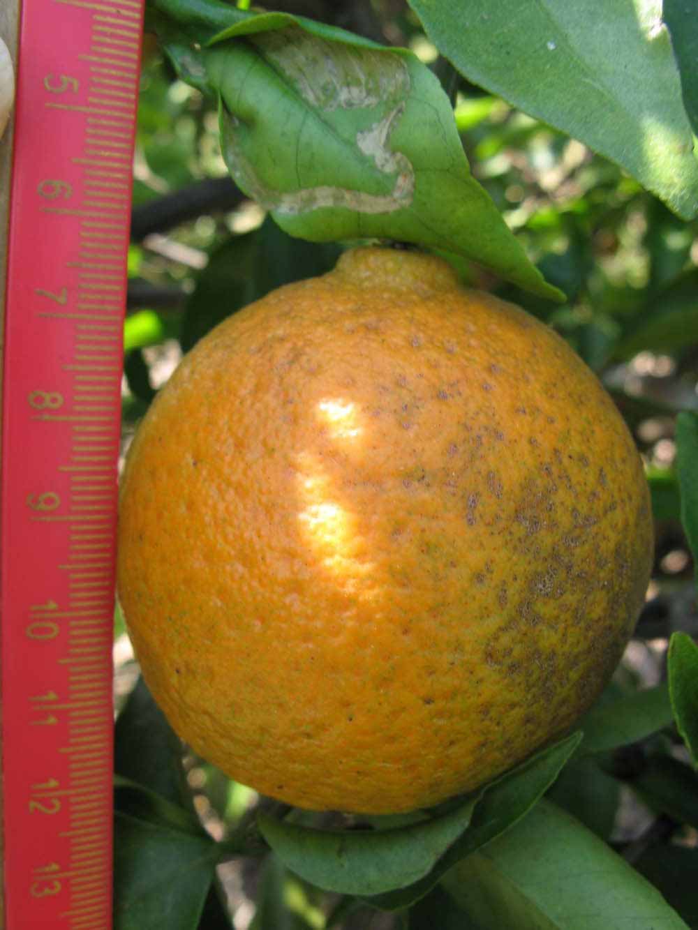              Fruit (Winter Haven, FL)       